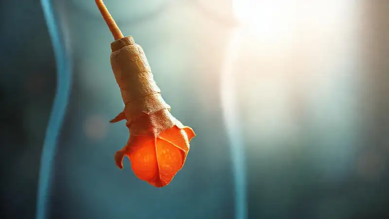 Ginger root provides gentle stomach relief